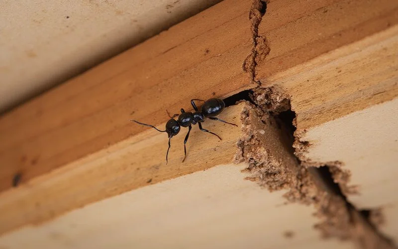 Professional Carpenter Ant Exclusion in Scarsdale NY